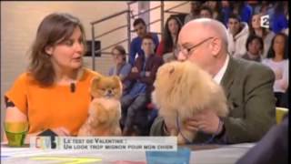 Présentation de la race Spitz Allemand sur le plateau de Stephane Bern