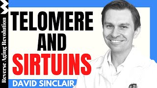 Telomere & Sirtuins - At The End We Meet Again  | Dr David Sinclair Interview Clips
