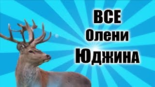 ВСЕ ОЛЕНИ ЮДЖИНА