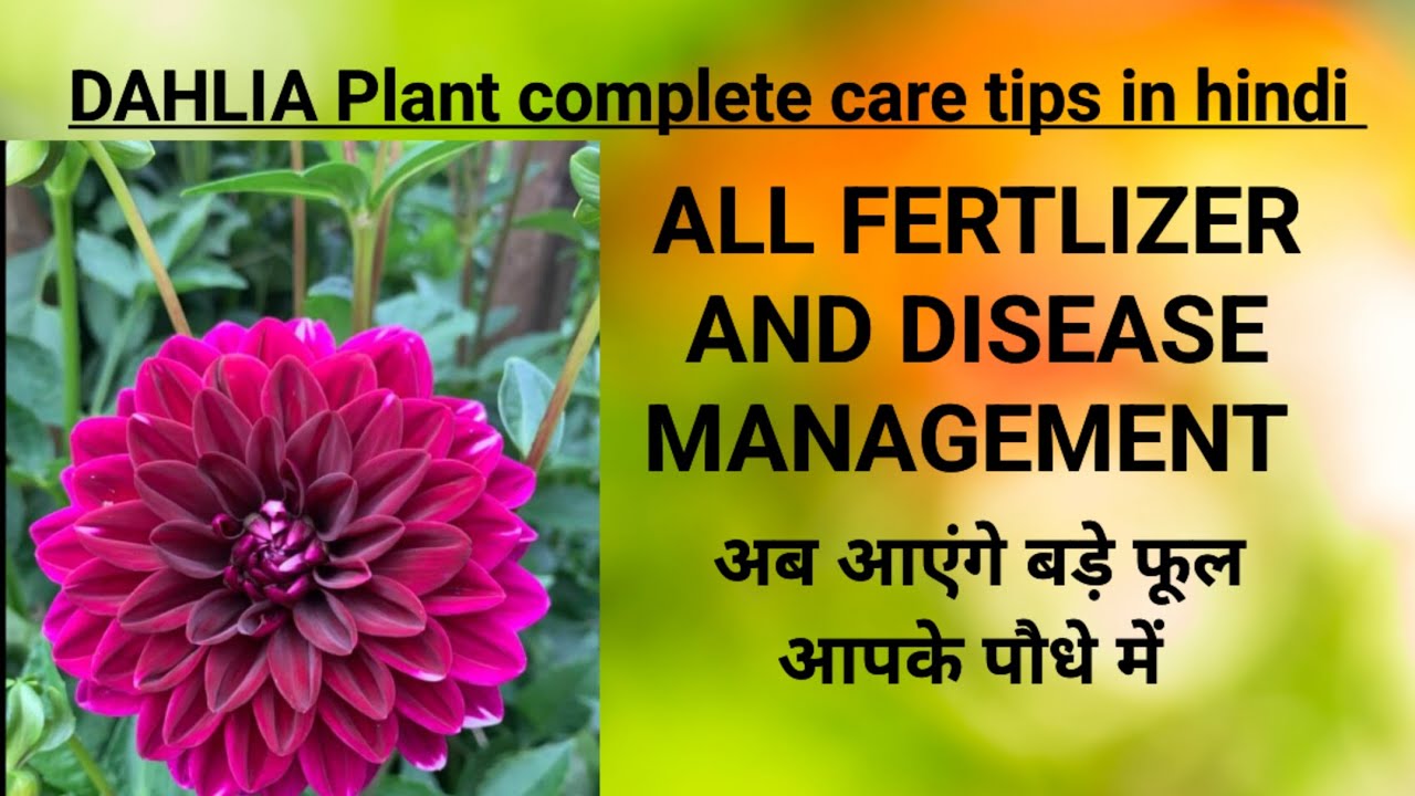 Dahlia plant complete care tips in hindi अब आएंगे बड़े फूल आपके पौधे में all fertilizer and disease 