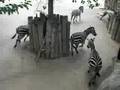 Zebra Kicking