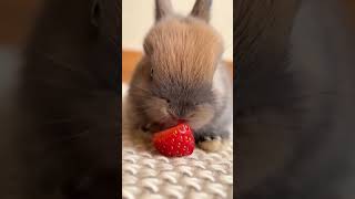 Tiny Bunny Nibbling a Strawberry 🐰🍓