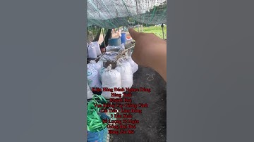 Hoa Cúc Giống Đại Đoá Pha Lê Ninh Giang Khánh Hoà A Nhàn Xuất Liên Tỉnh #shorts