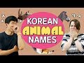 Funny Korean Animal Names - Can you guess the hidden meanings?