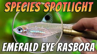 Emerald Eye Rasbora (Brevibora dorsiocellata) Aquarium Fish Species Profile & Care Guide Thumbnail