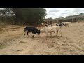 Kamba Bull Fighting In Tyaa River In Mwingi Central 