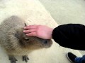 Nagasaki Biopark Capybara 長崎バイオパーク　カぴバラ