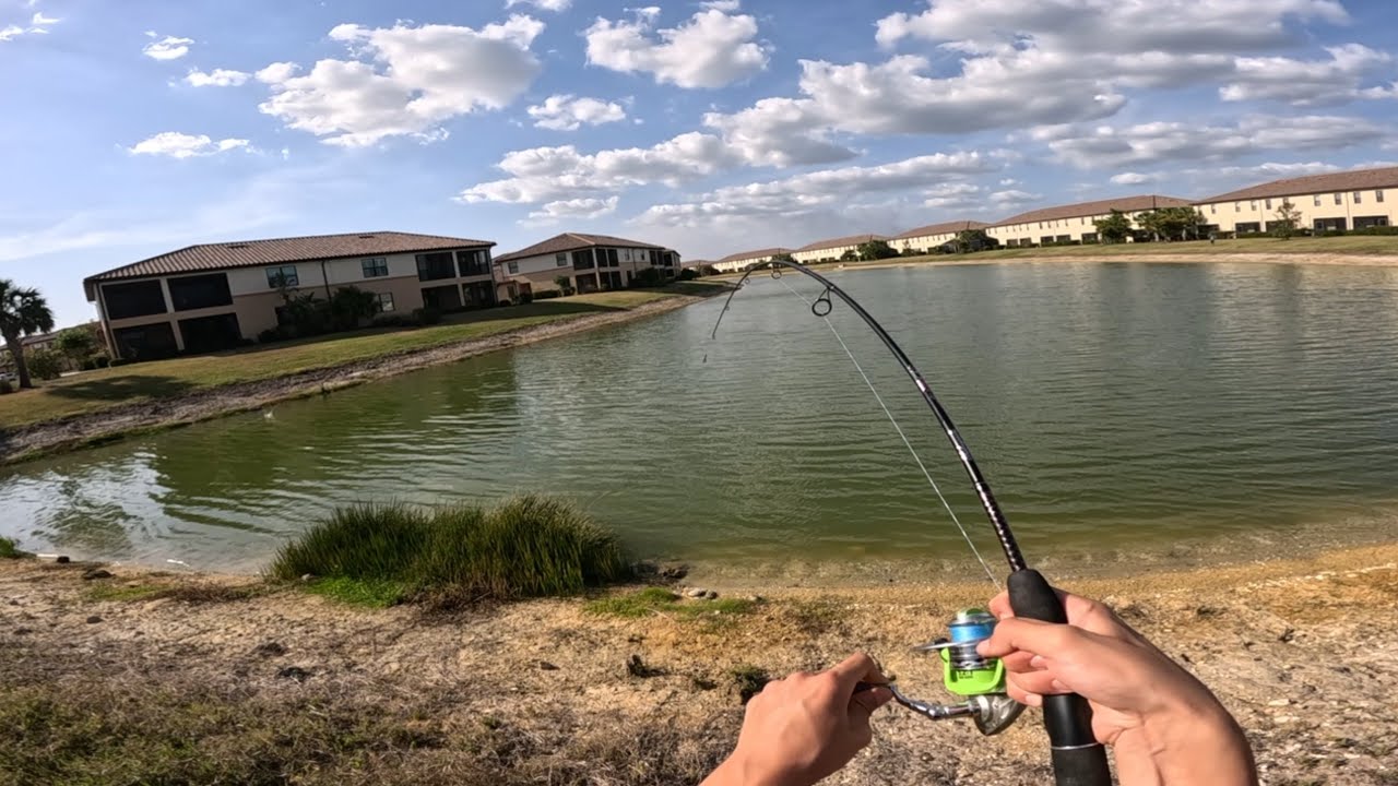 UNCUT Bass Fishing With GATORS in SOUTH Florida!