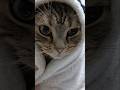 2/22猫の日ですね🐱
