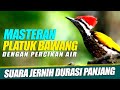 Masteran PLATUK BAWANG Suara Jernih dengan suara air mengalir