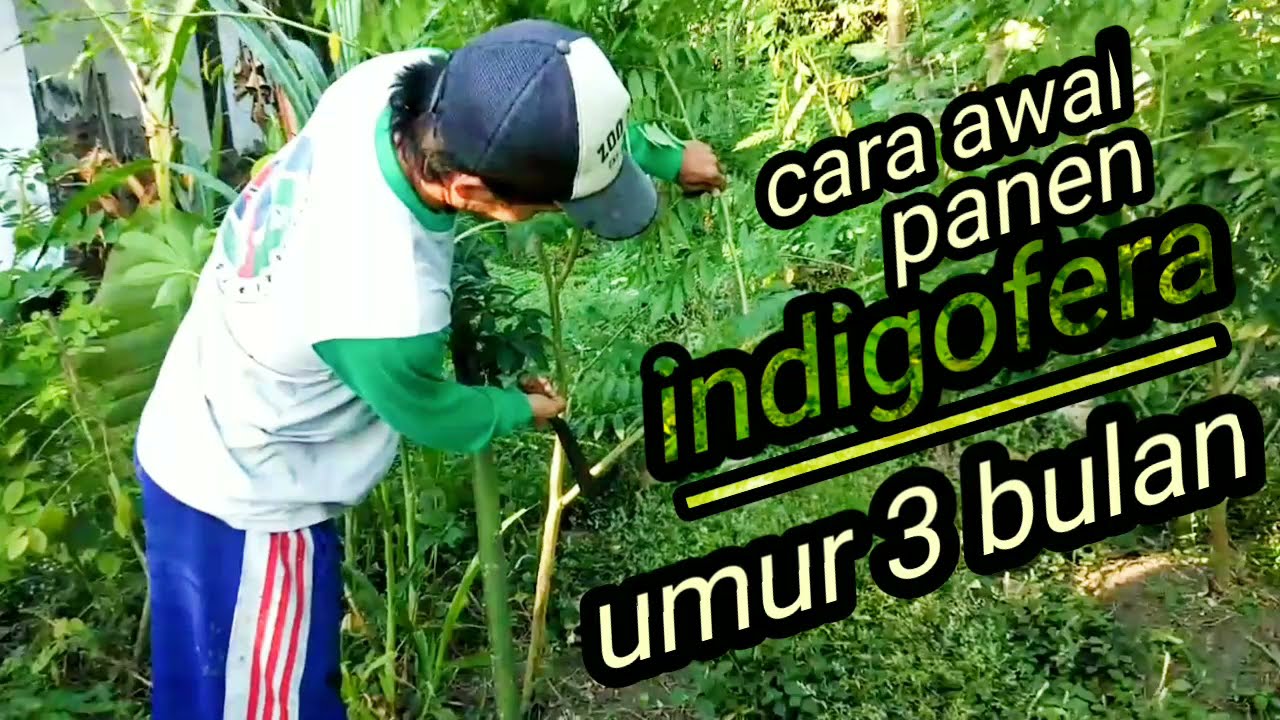 cara benar POTONG INDIGOFERA 