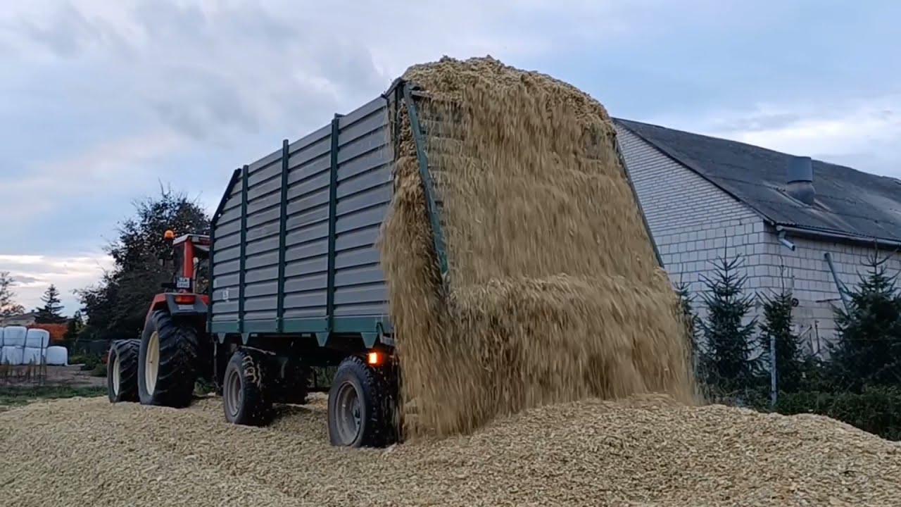 ✔Koszenie kukurydzy na kiszonkę w Gr Guz! MF&Zetor&Same&Ursus&Steyr&Claas✔