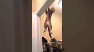 funny cat with skills