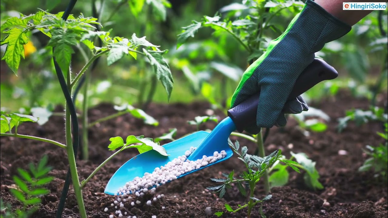 INYIGISHO Y’ UBUHINZI BW’ IBISHYIMBO BY’ IMITEJA-EU RWANDA