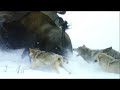 世界最大のオオカミは凄腕ハンター！アラスカオオカミはバイソンだって朝飯前！
