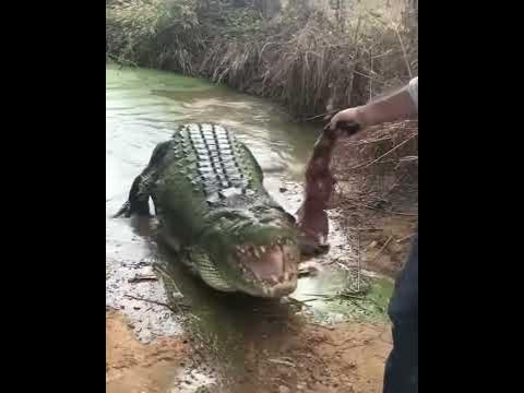 Crocodile Attack - YouTube