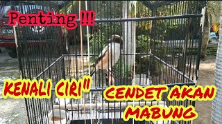 Penting !!! kenali ciri