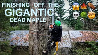 Part 2! GIGANTIC Dead Maple Removal!