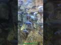 Goldfish Breeding #shorts