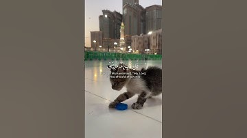 اية من سورة المؤمنون || القارئ بشار سراج