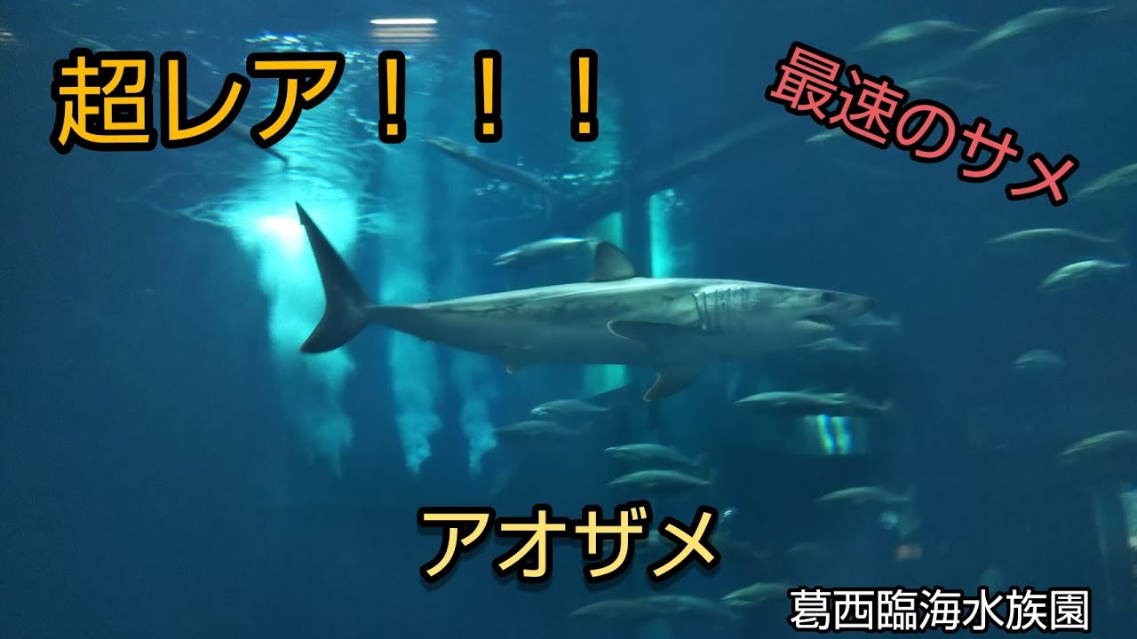 超レア！生きたアオザメ！！short fin mako - YouTube