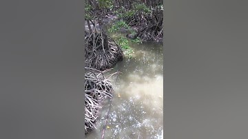 Cá Sấu,trong rừng, tại khu du lịch rừng sác, cần giờ tphcm.