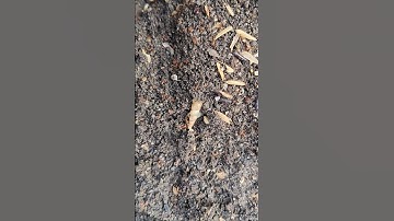 Cứu con ốc sên đáng thương #snail #shorts