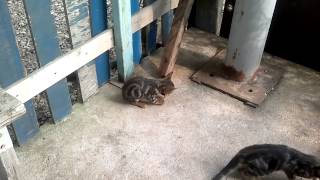 Cesur Civciv Kedilere Karşı 2