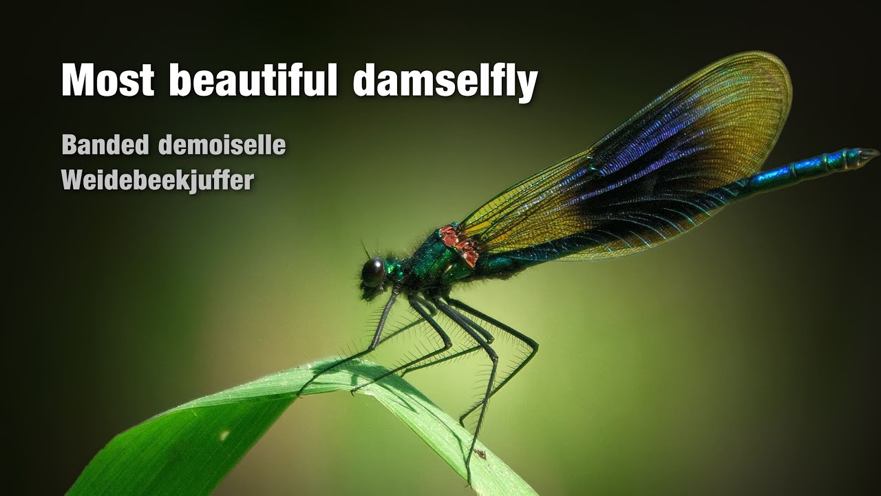 BANDED DEMOISELLE | weidebeekjuffer | most beautiful damselfly dragonfly