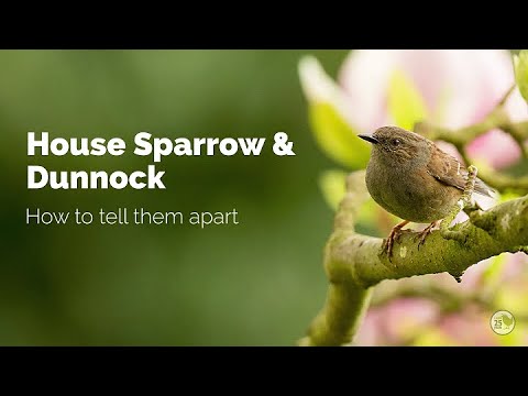 Dunnocks have a very saucy love life! Caught on camera...