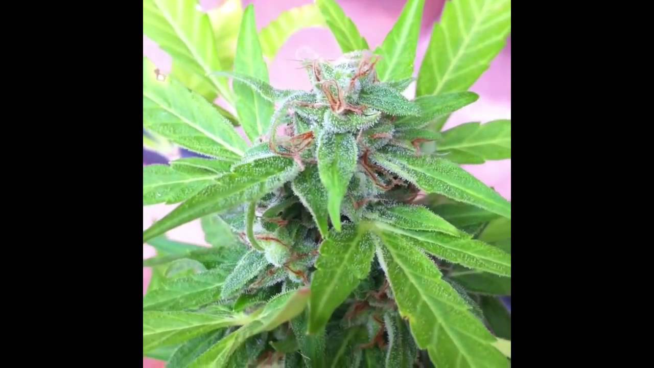 Blue Diesel Auto (Advanced Seeds): última semana