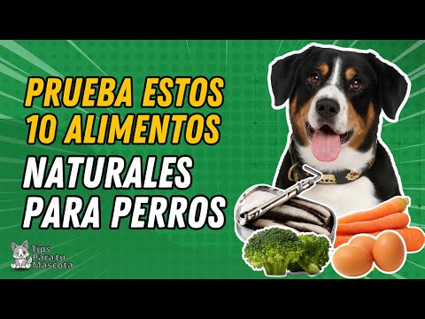 TOP 10 DE ALIMENTOS RECOMENDADOS PARA TU PERRO hqdefault