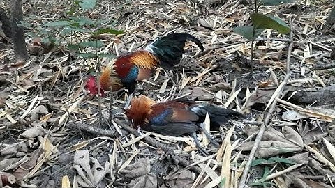 ต่อไก่ป่า Dib qaib qus tuaj zoo heev 23-01-2022