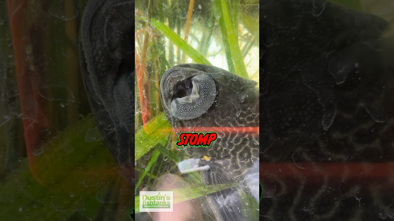 Don’t Mess With The Pleco
