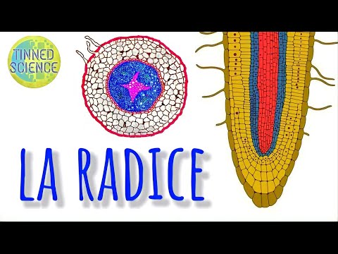 Video: Cos'è una radice di dicotiledone?