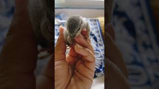 baby squirrel | गिलेहरी का बच्चा | खारुताई चे पिल्लु |