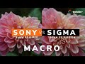 Battle of the E-Mount Macros: Sony 90mm f2.8 OSS vs Sigma 105 f2.8 DG DN