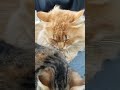 Котяшки милашки #котики #природа #кот