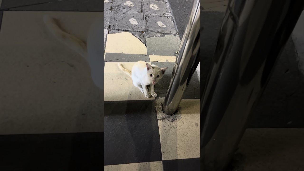 Om Bertemu Si Kucing Bodoh #cat #貓咪日常 #cute #nizamkucinglucu #kitten #imut #貓 #funny #animals