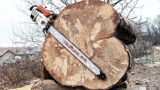 Stihl 076 cutting big beech with TsuMura 90cm bar by poparamiro's chainsaws 3,600 views 2 months ago 3 minutes, 53 seconds