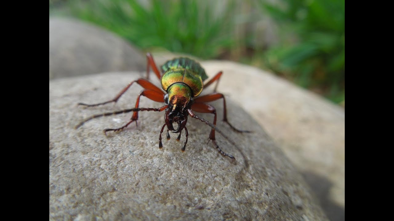 Carabus auronitens - Ground Beetle / Laufkäfer