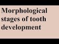 Morphological Stages: Devp of tooth Part 1b