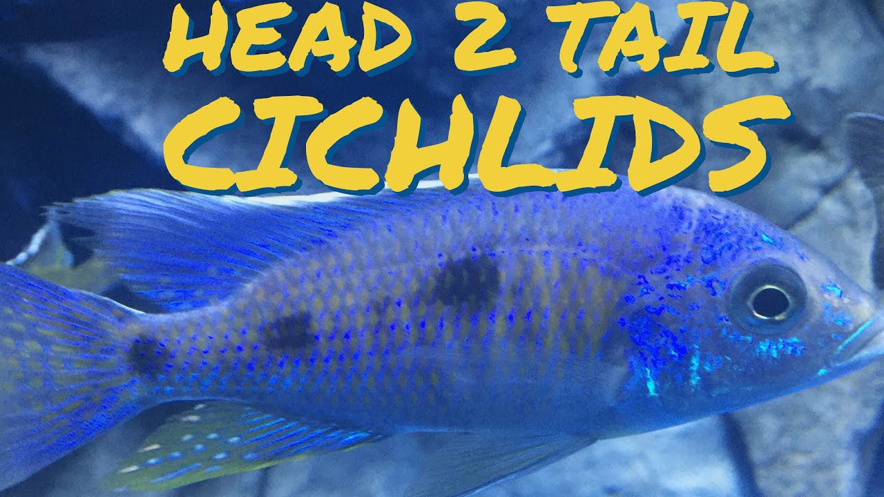 watershed Amazing African cichlids 😎😎