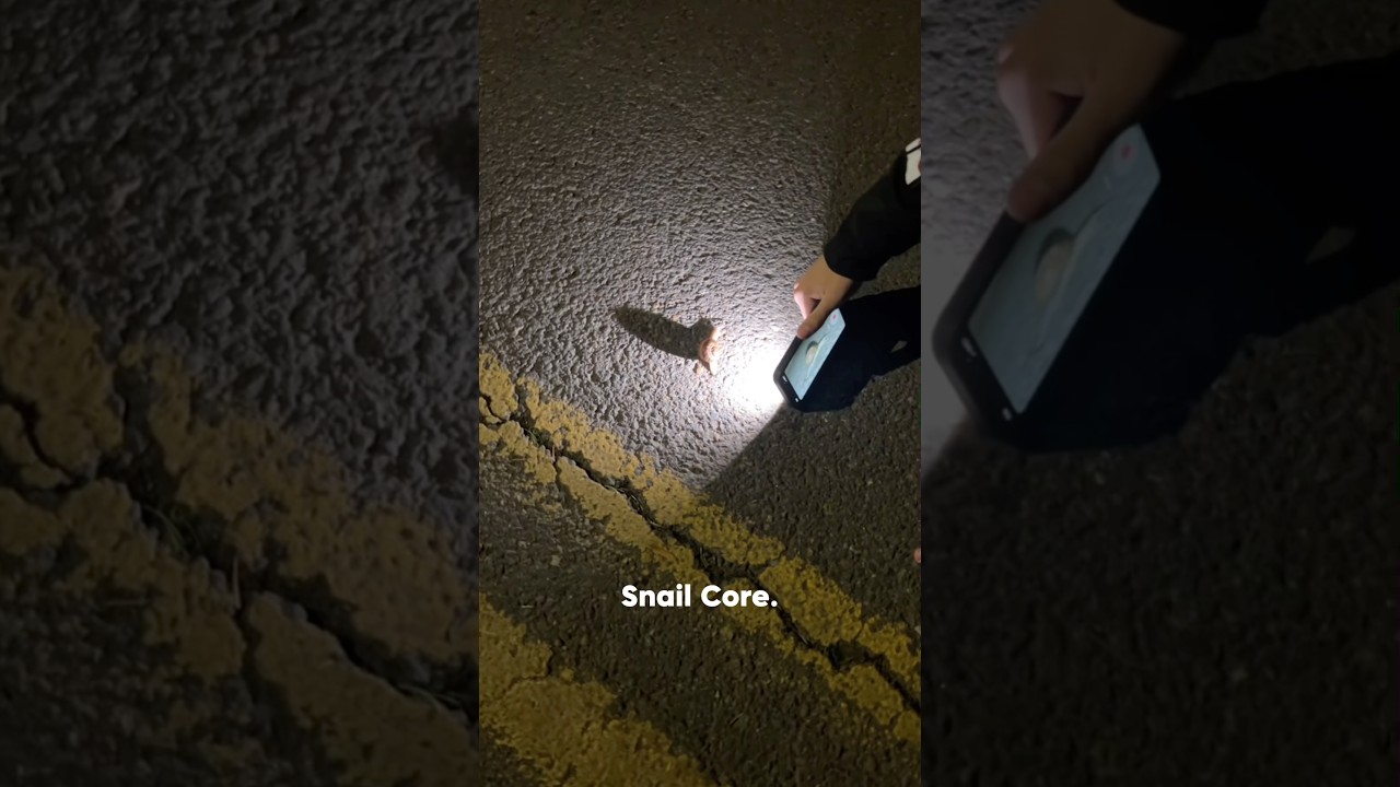 The immortal snail almost won 🐌 #snail #snails #funny #fyp