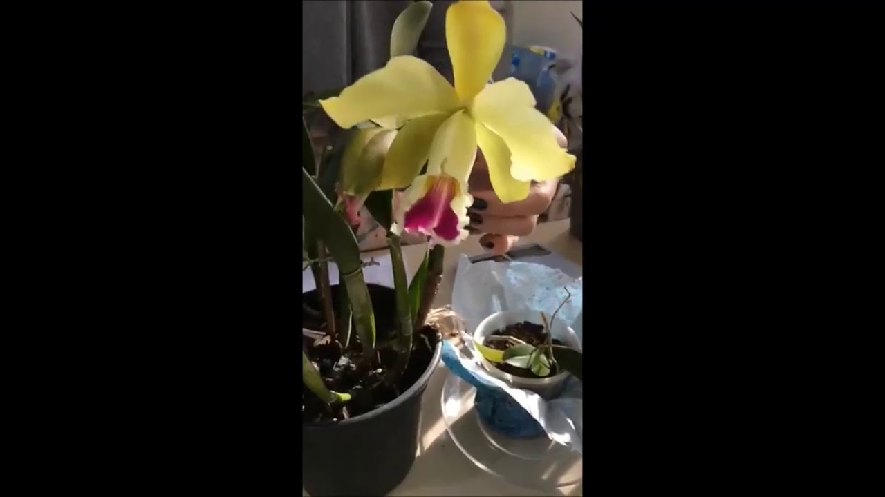 Cultivo de orquídeas para iniciantes. Parte 1.
