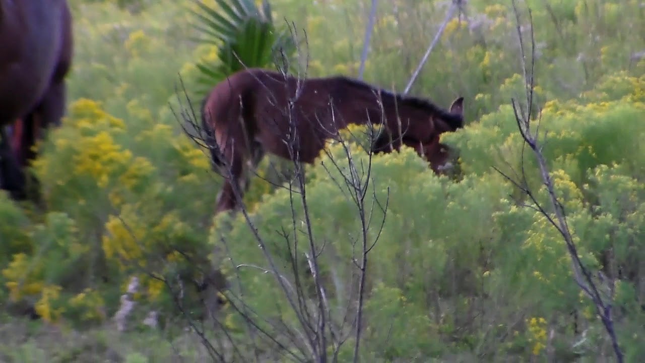 history of violence Paynes Prairie Wild Foal, Life at Day Two