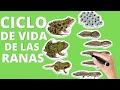 El ciclo de vida de las ranas (etapas)🐸