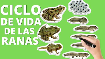 ¿En qué mes ponen huevos las ranas?