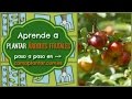 Cómo plantar árboles frutales