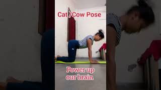 Cat Cow Pose Spine Flexibility